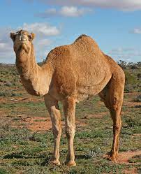 camel